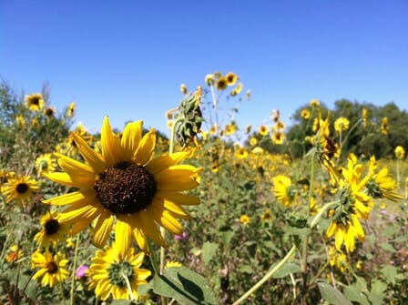 STD Testing Kansas