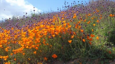 Free STD Testing Lake Elsinore, CA