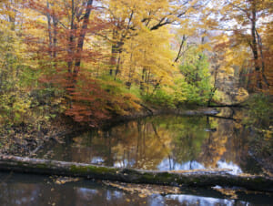STD Testing options within Warren, Michigan